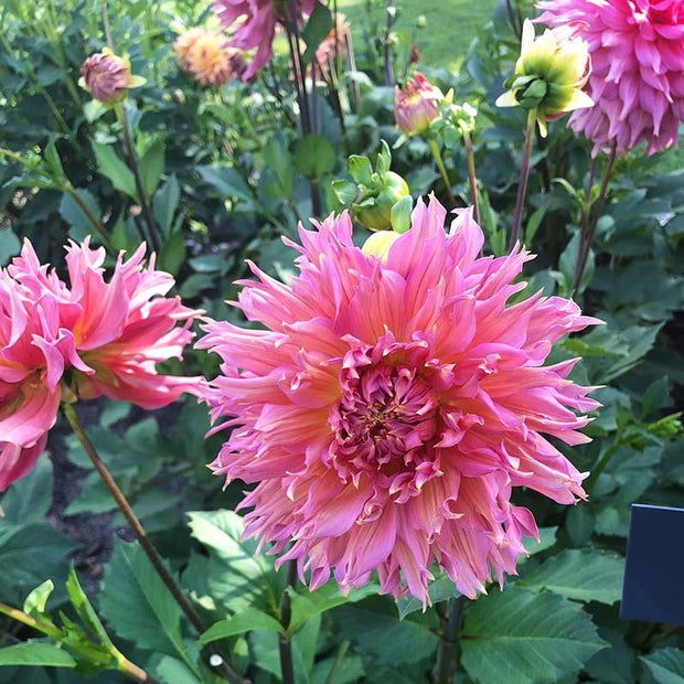 Dahlia Omega Tubers