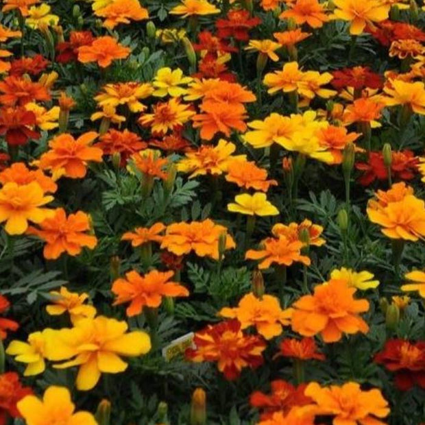 Heirloom Flower French Marigold Seed Durango Mix Flower Seeds