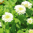 Zinnia Seeds Benary's Giant White Seed
