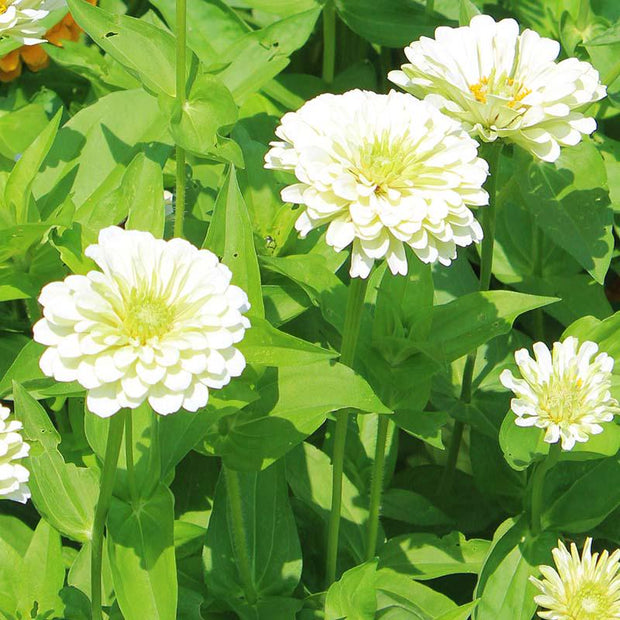 Zinnia Seeds Benary's Giant White Seed