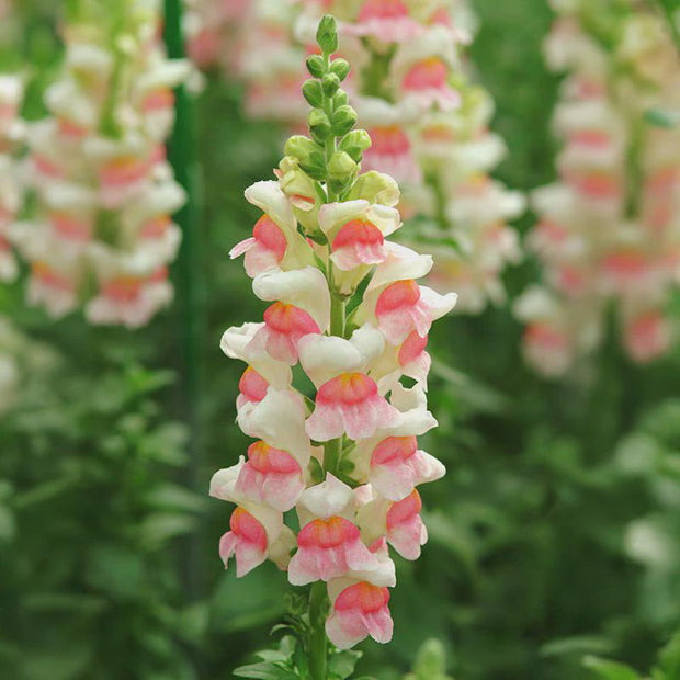 Snapdragon Potomac Appleblossom  Seed