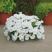 Petunia Easy Wave White Petunia Seeds