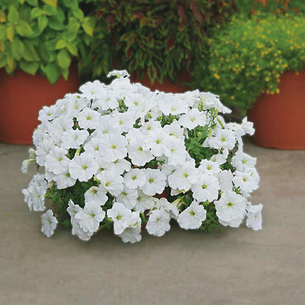 Petunia Easy Wave White Petunia Seeds