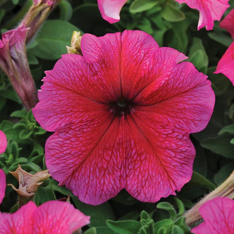 Petunia Daddy Mix Pelleted Seeds