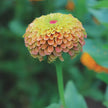 Queeny  Zinnia Seed Queeny Lime with Blush Zinnia Seed