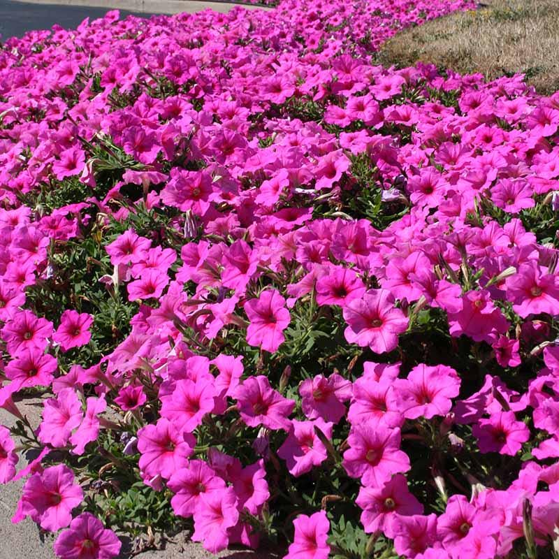 Petunia Easy Wave Pink Passion Seeds