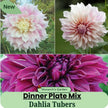 Dahlia Dinner Plate Mix Tubers 9+