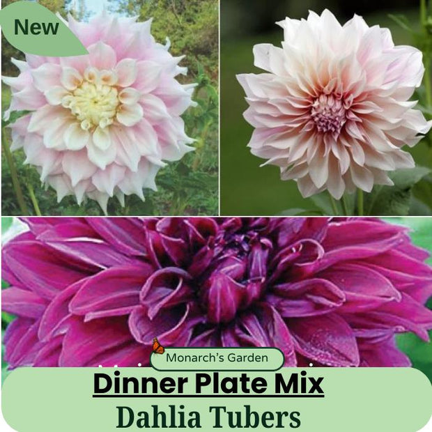 Dahlia Dinner Plate Mix Tubers 9+" Dinner plate siez blooms