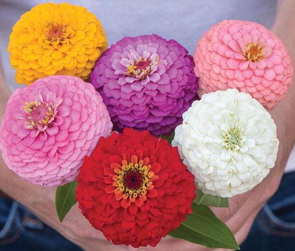 Zinnia Oklahoma Scarlet Red Seeds