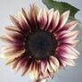 ProCut Plum Sunflower Seeds
