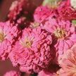 Zinnia Seed Benary's Giant Bright Pink Seed