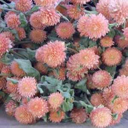 Gomphrena Seeds  Salmon