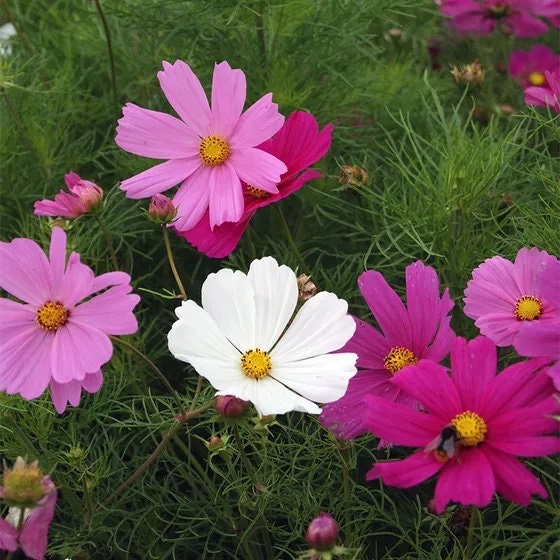 Cosmos Seeds Dwarf Sensation Mix - Flower Seeds