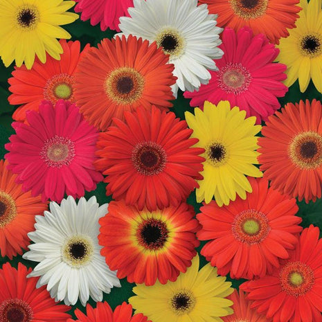 Gerbera Majorette Mix Seeds