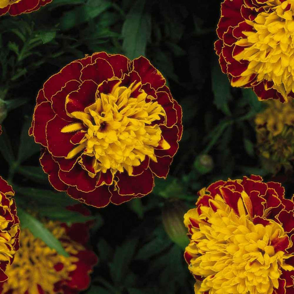 Heirloom Marigold Happy Spry Seeds
