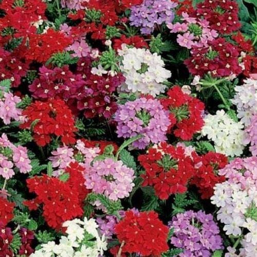 Verbena Seeds  Florist Mix