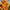 Heirloom French Marigold Seed Safari Bolero Seeds