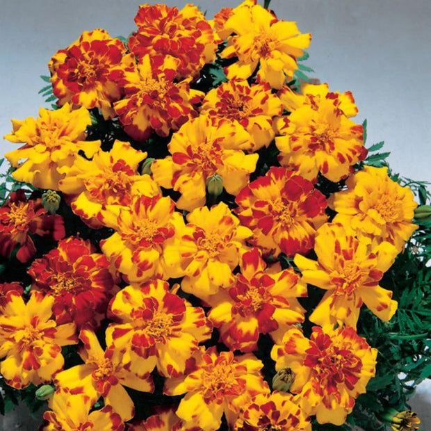 Heirloom French Marigold Seed Safari Bolero Seeds
