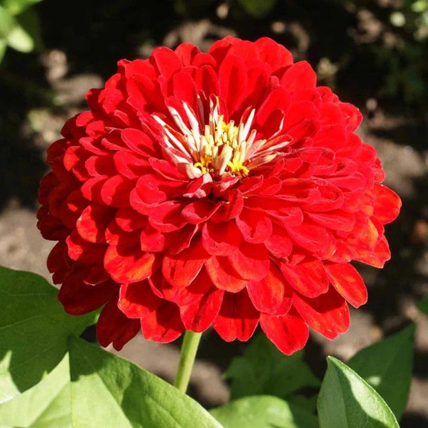Zinnia Seed Cherry Queen Zinnia Seeds