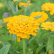 Zinnia Canary Bird