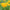 Zinnia Canary Bird