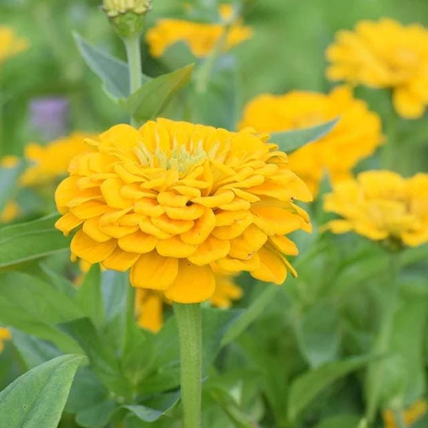 Zinnia Canary Bird