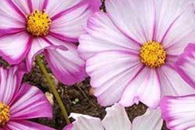 Candystripe  Cosmos Seeds - Candystripe