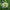 Benary's Giant White Zinnia Seeds