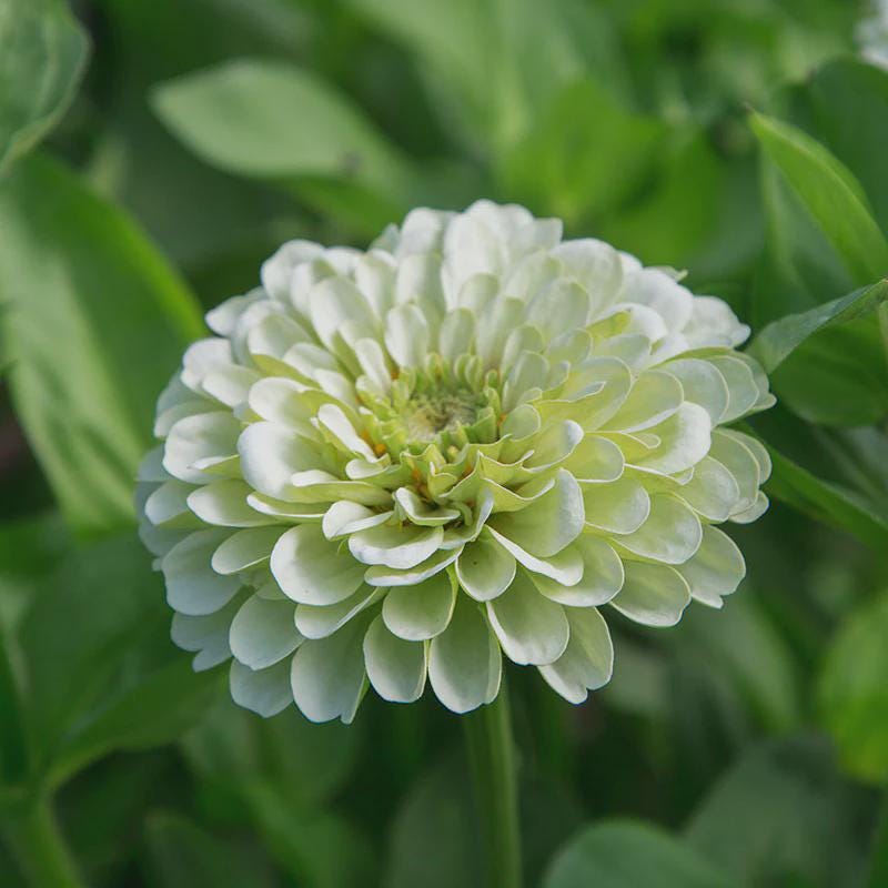 Benary's Giant White Zinnia Seeds