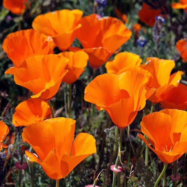 Poppy Seeds -California Poppy Seeds
