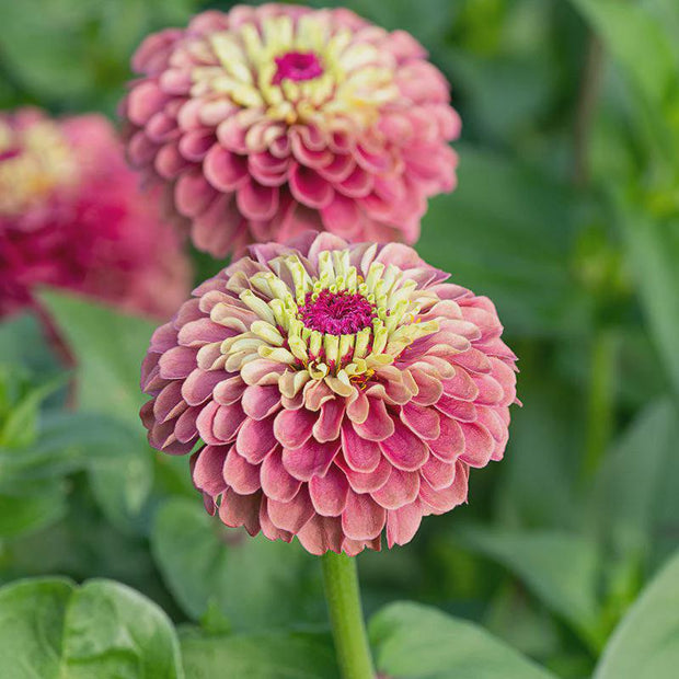 Queeny Red Lime Zinnia Seed