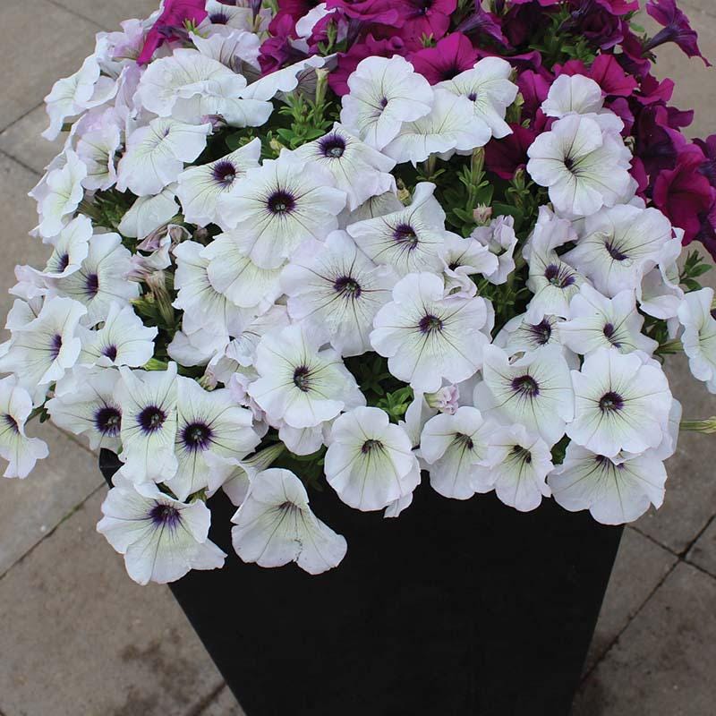 Petunia Trilogy Silver Blotch Seeds