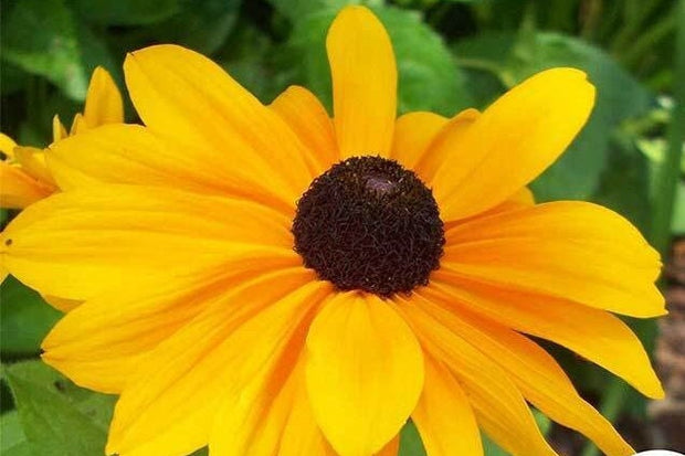 Black-Eyed Susan Seeds Flower Seeds