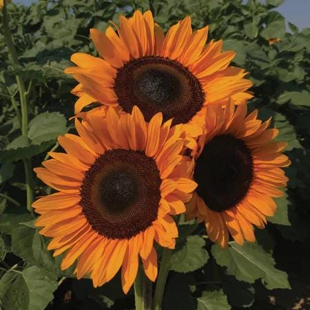 ProCut  Orange Excel Sunflower Seeds