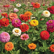 Cut & Come Again Zinnia Seeds