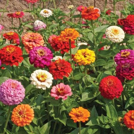 Cut & Come Again Zinnia Seeds
