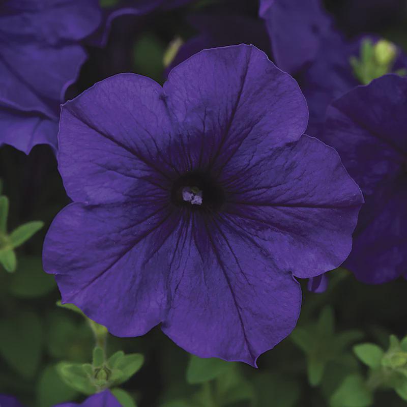 Petunia Easy Wave Mix