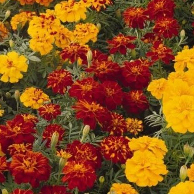 Heirloom Flower French Marigold Seed Durango Mix Flower Seeds
