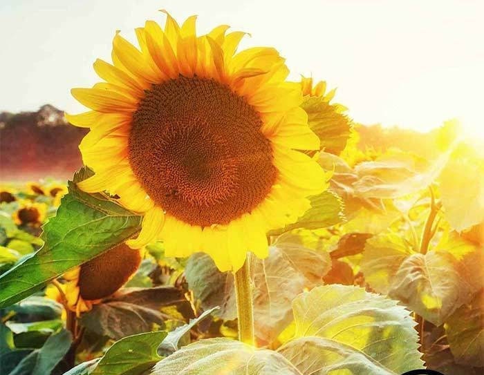 Sunflower Seeds  Dwarf Sunspot