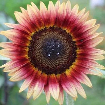 Sunflower Seeds Gypsy Charmer