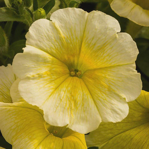 Petunia Easy Wave Yellow Seeds