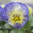 Sorbet XP Neptune Seeds