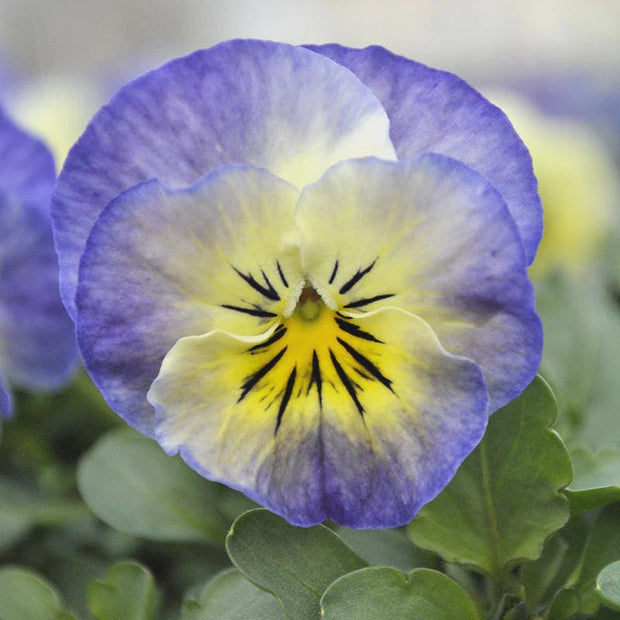 Viola Sorbet XP Neptune Seeds
