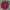 Dahlia Ivanetti Tubers 4" dark purple flowers.