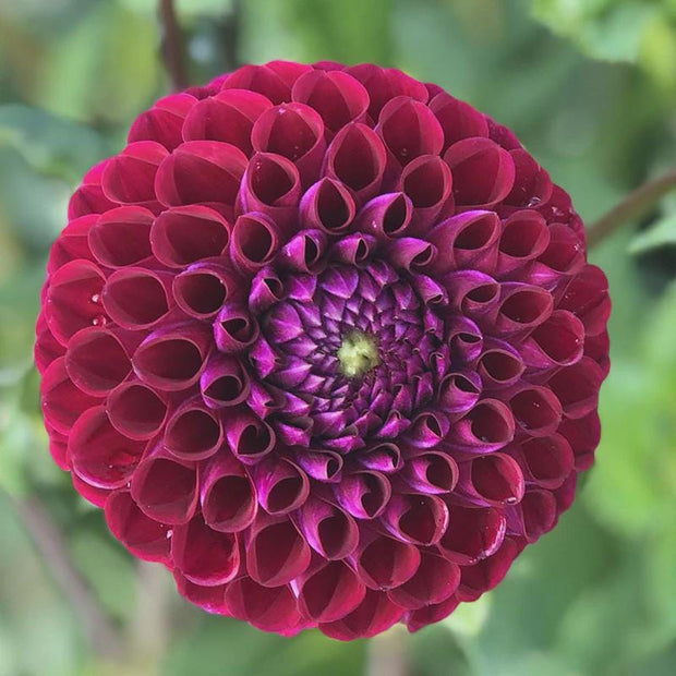 Dahlia Ivanetti Tubers 4" dark purple flowers.