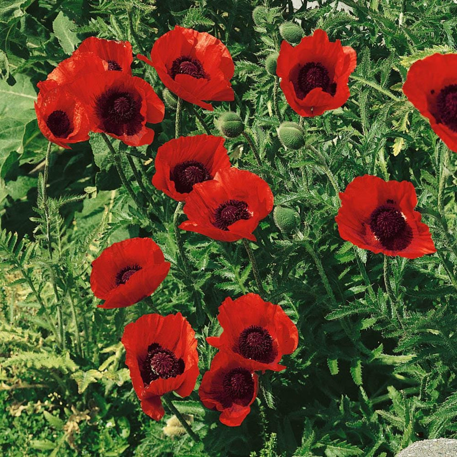 Poppy Seeds Orientale Beauty of Livermere