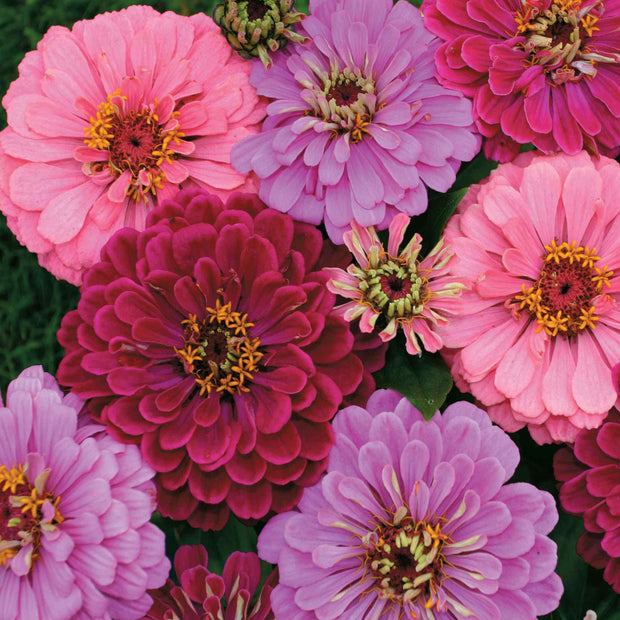 Art Deco Zinnia Seeds mix