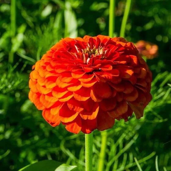 Zinnia Orange King Heirloom Seeds