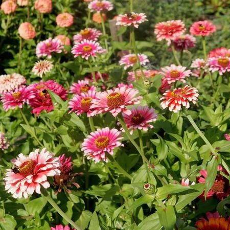 WHIRLIGIG Zinnia Seeds