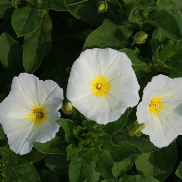 Morning Glory Seeds Ensign White